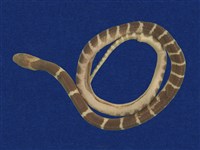 藏品(雨傘節)的圖片